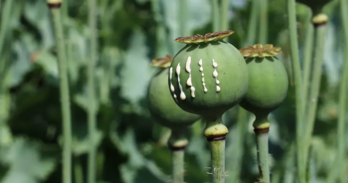 The Opium Poppy, Papaver somniferum